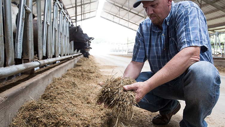 Farmer holding hay with cow