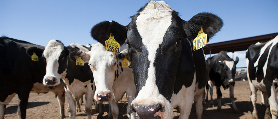 group of Holstein cows