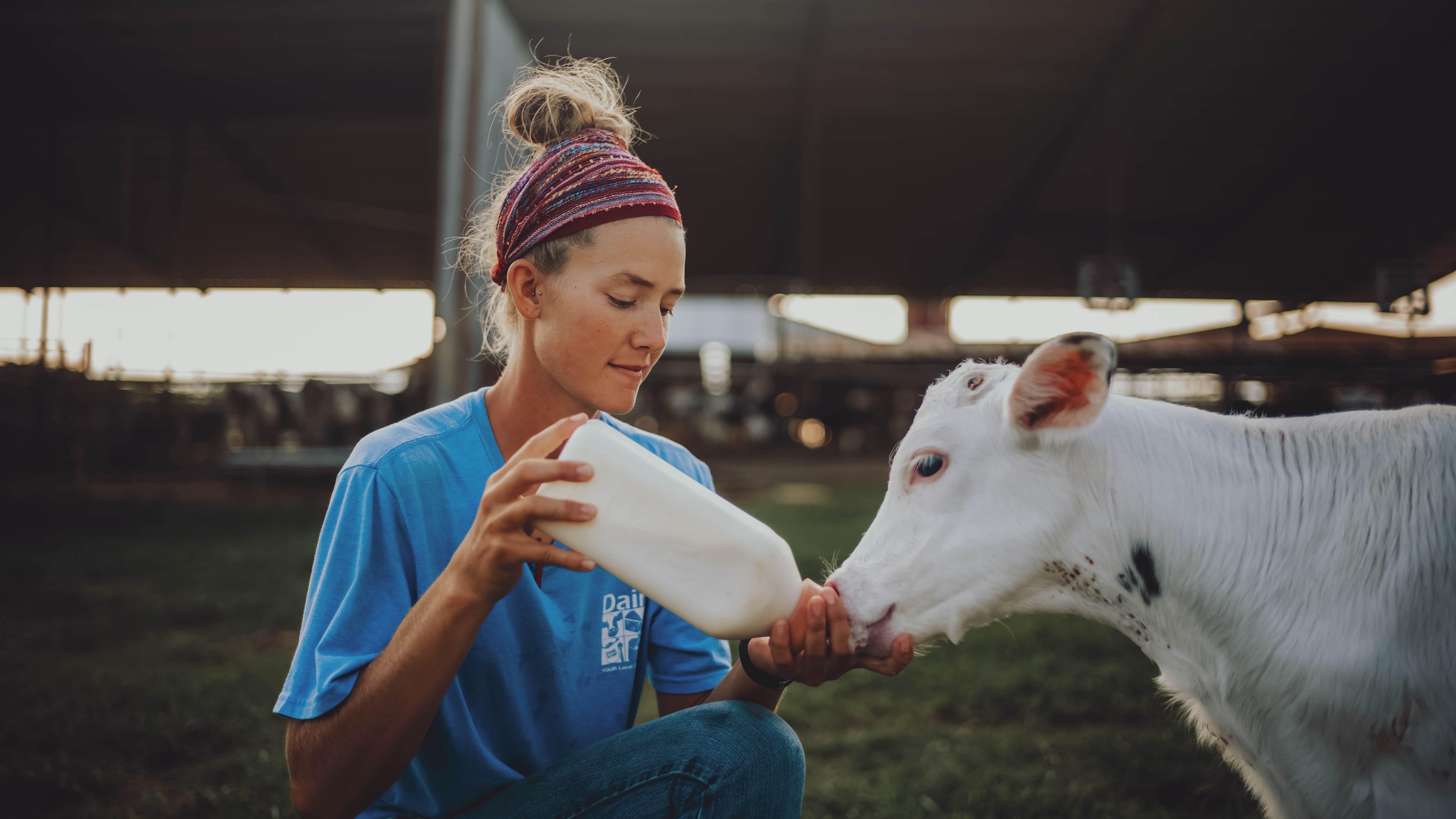 Feeding a Calf
