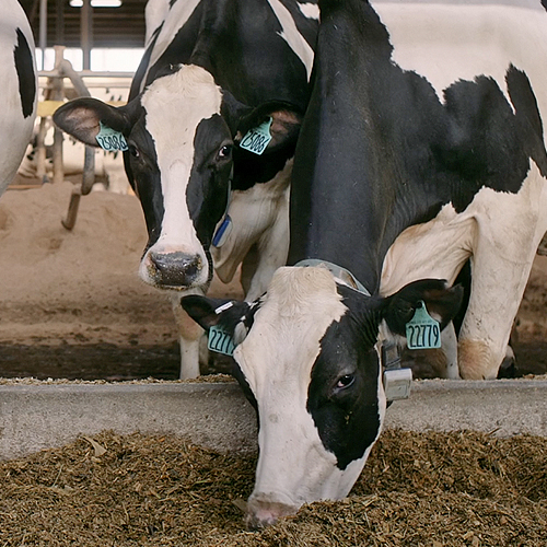 Cows eating.