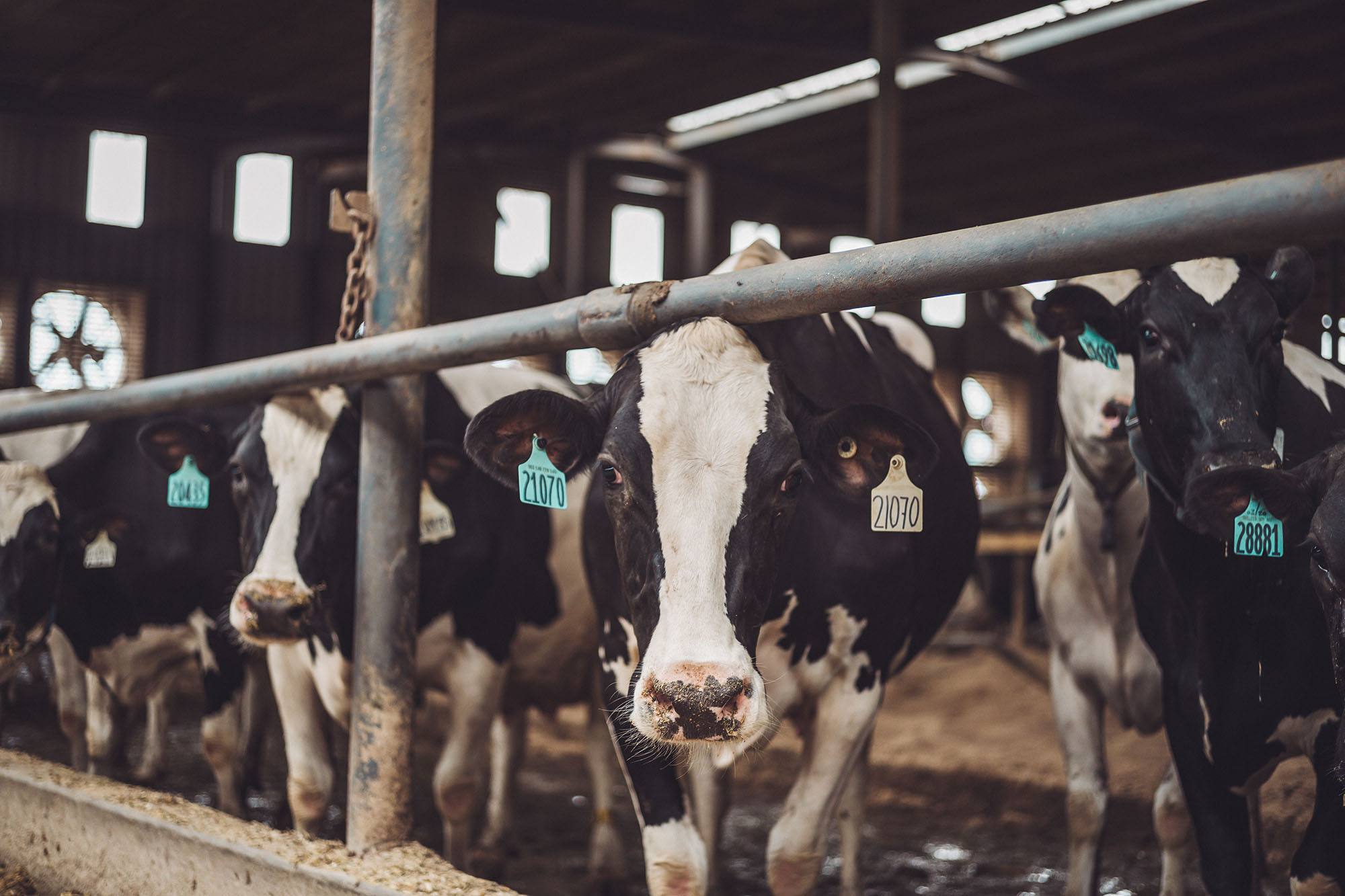 Wolf Creek Dairy Cows