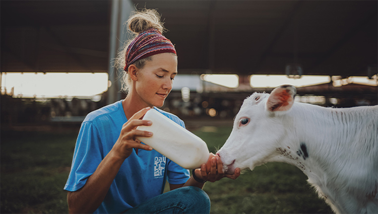Calf being bottle fed