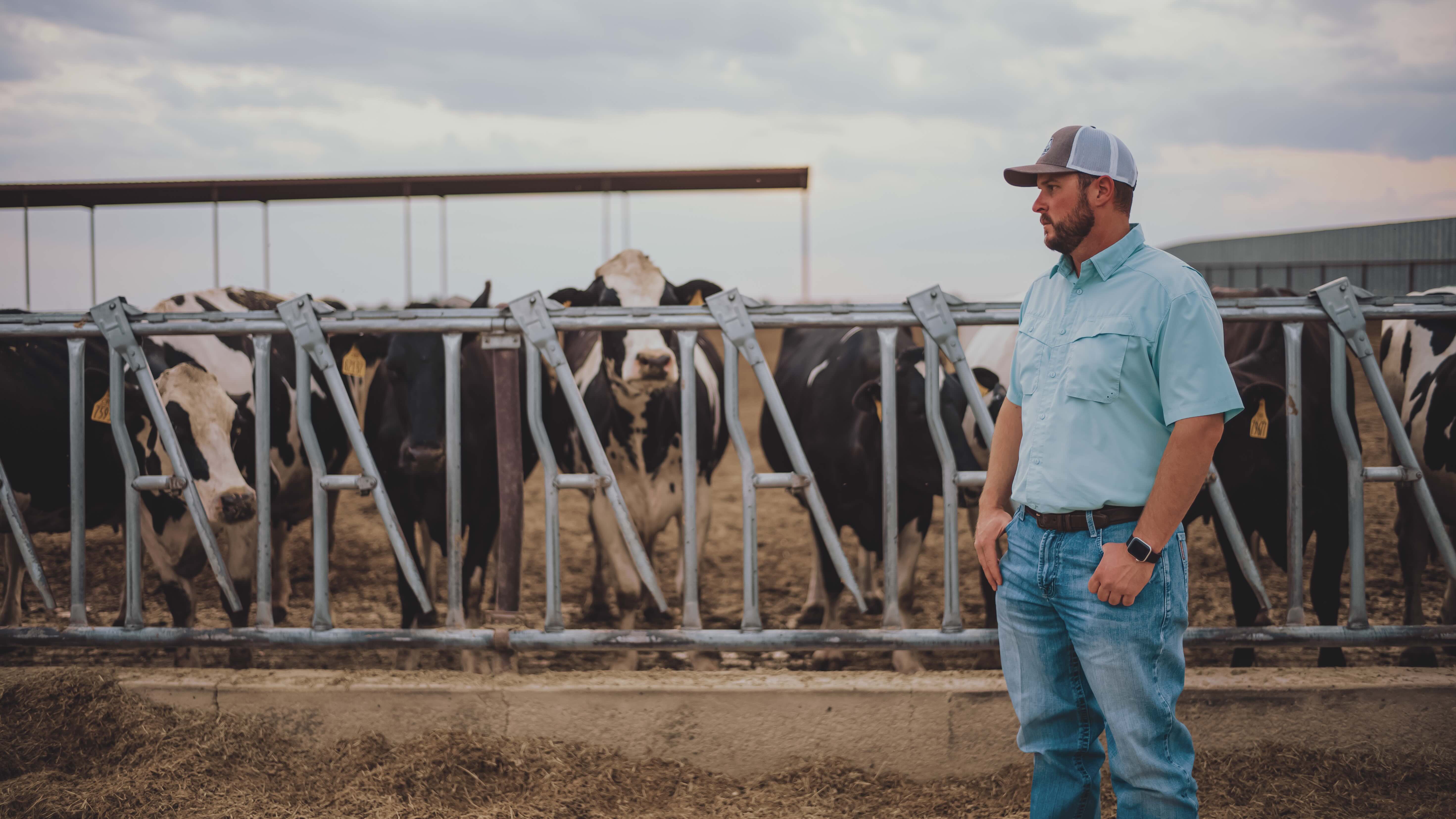 Caprock Dairy Farmer Cows