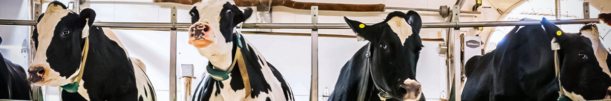 cows on rotary milker