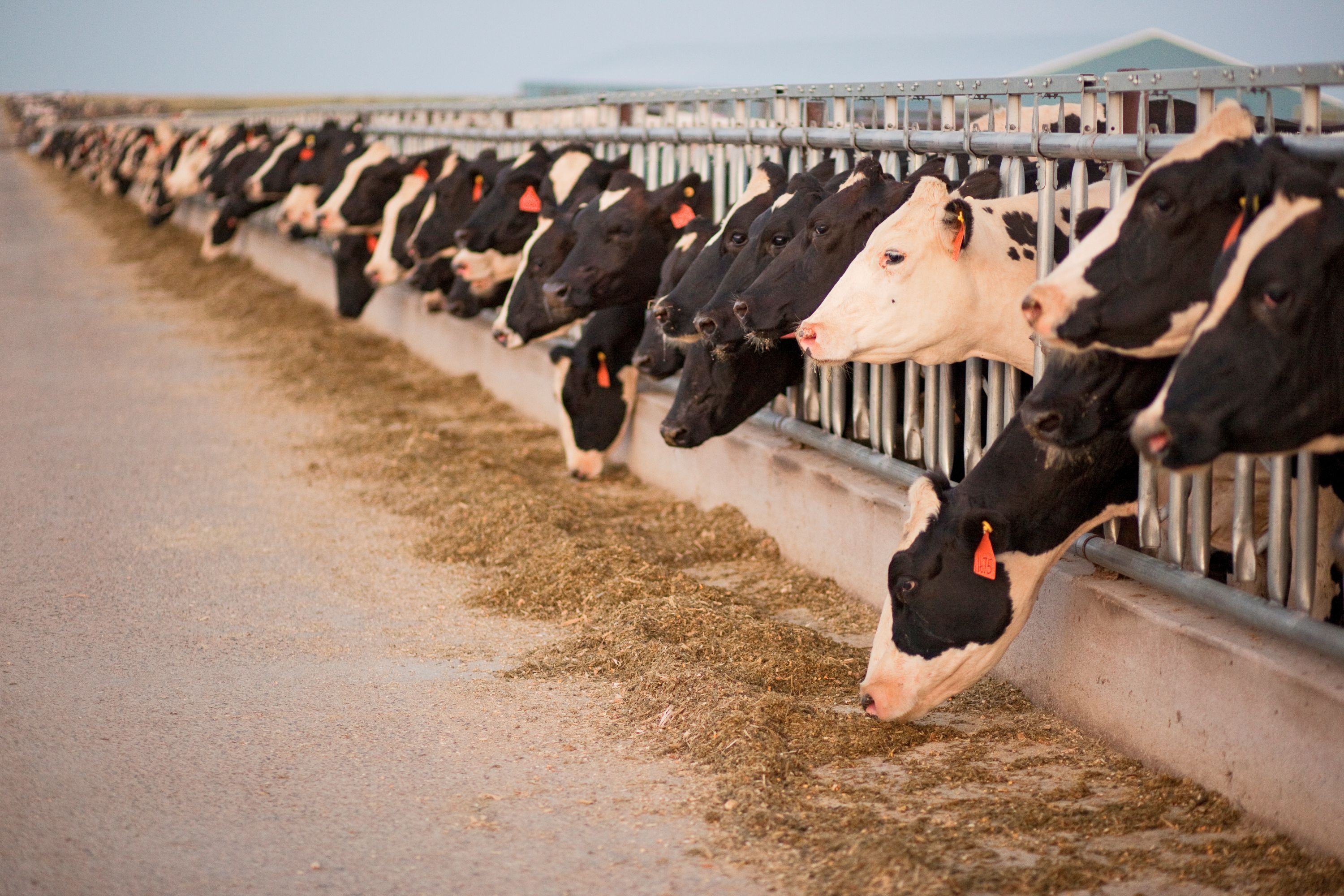 Celebrate National Dairy Month