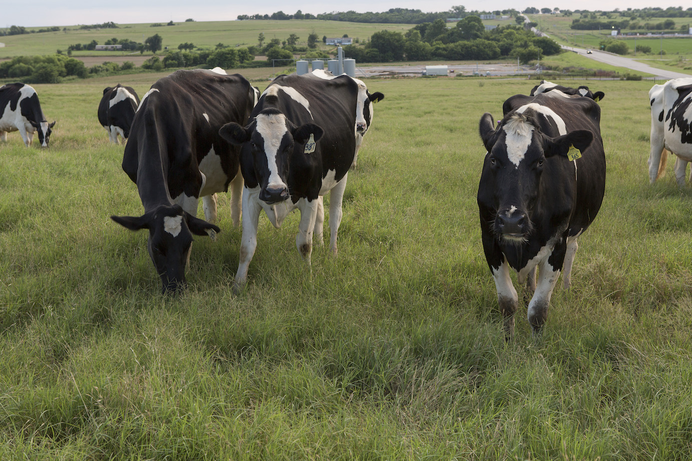 Holstein cows in a field
