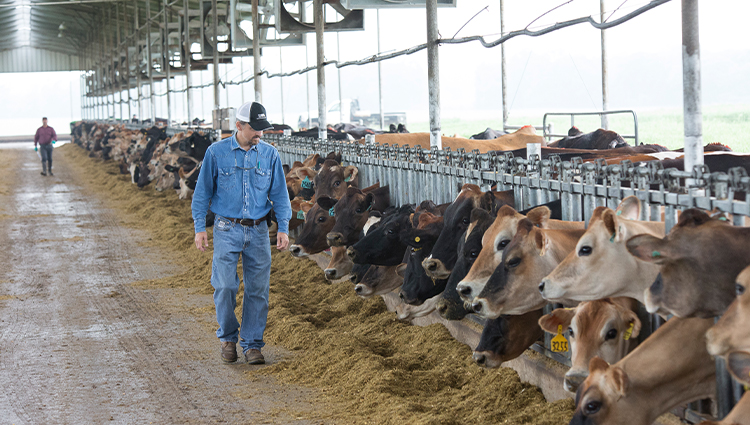 Dairy farmer looks over his cows