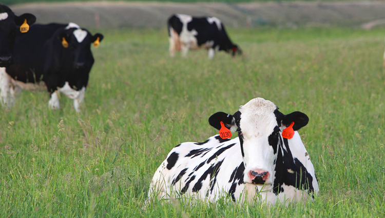 Holstein cow laying in green grass