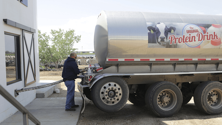 Truckers pick up milk from a dairy farm