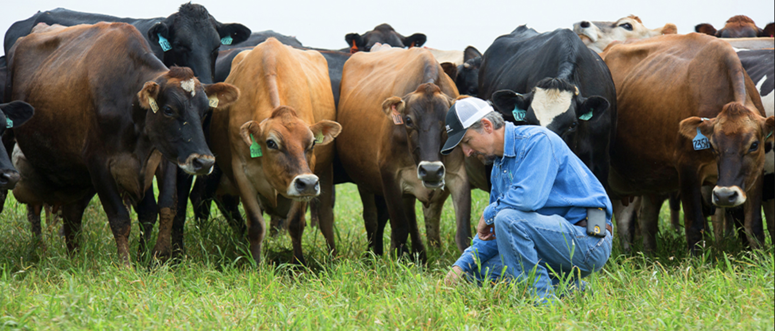 Farmer with cows