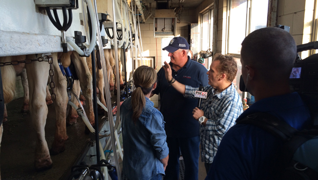 looking at cows being milked