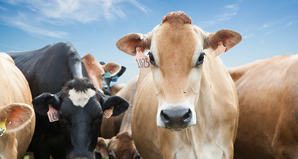 a Jersey cow looks at the camera