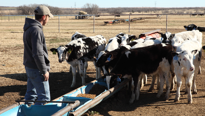 farmer feeding calves