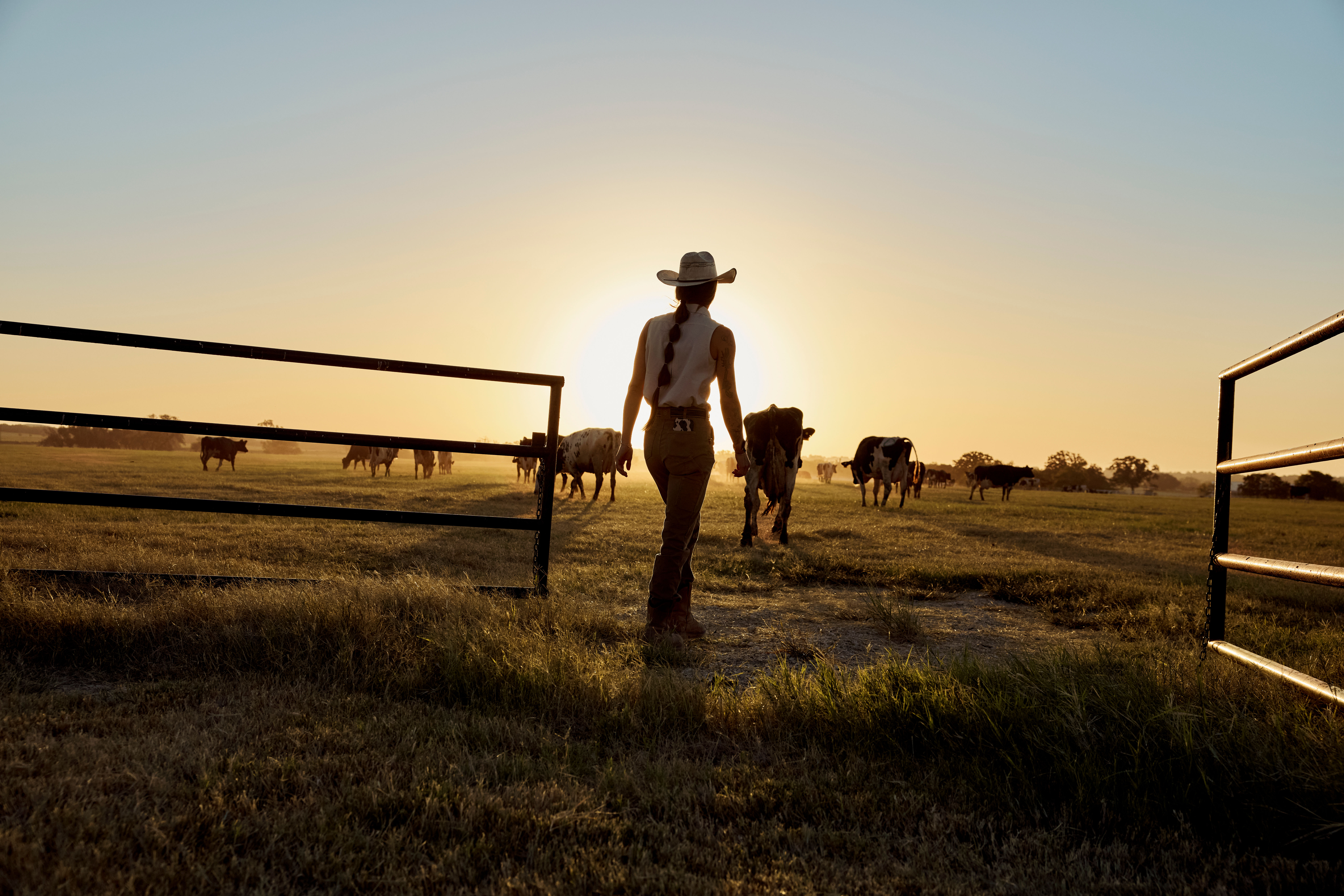 Dairy farmer opening the gate at sunrise.