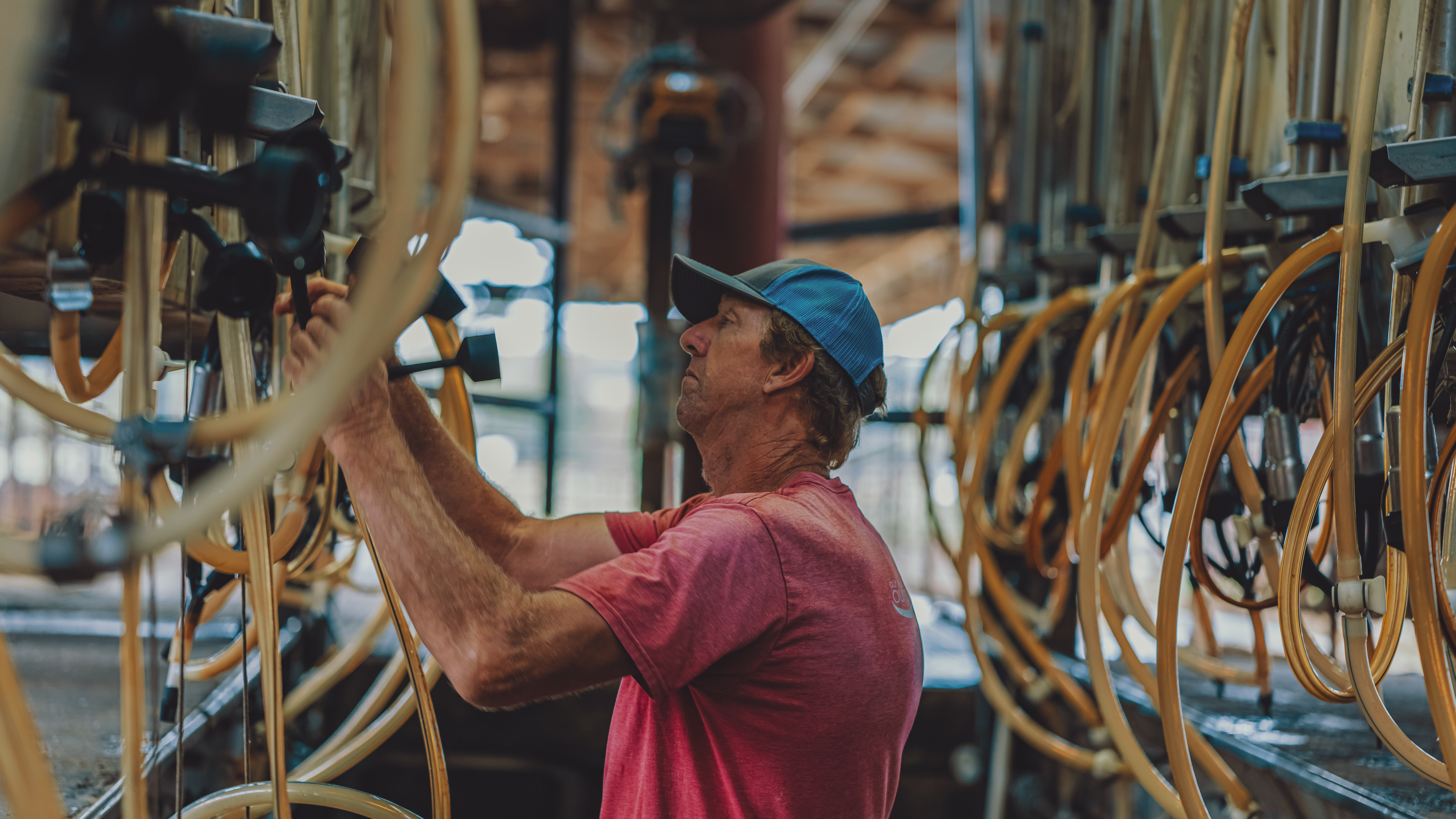 Dairy Farmer Milking Cows