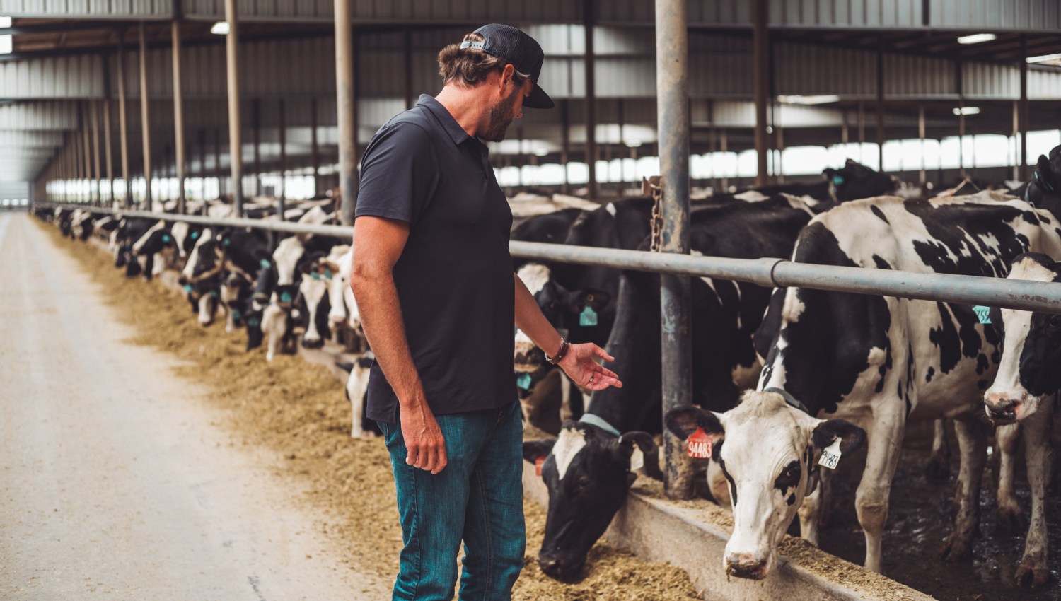 Dairy farmer looking at cows in a barn
