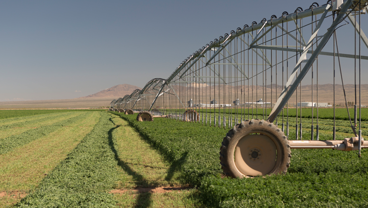 crops growing in a field with an irrigation sprinkler