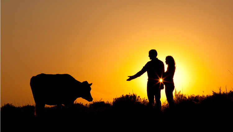 man and woman reaching out to a cow in silhouette at sunset