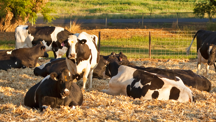 cows standing in fresh hay