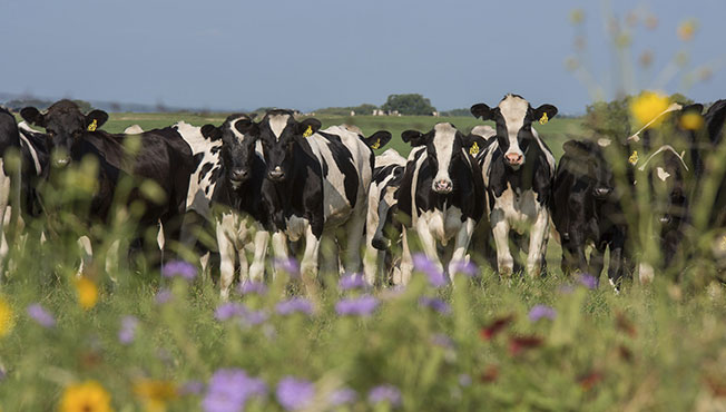 How Health Pros Can Connect Farm to Fridge