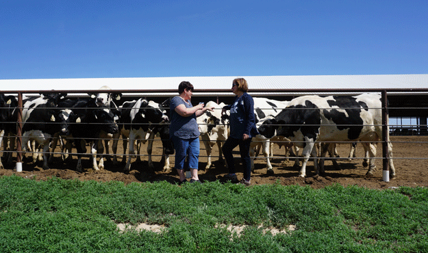 Jean and Tammie talk in front of a group of Holsteins