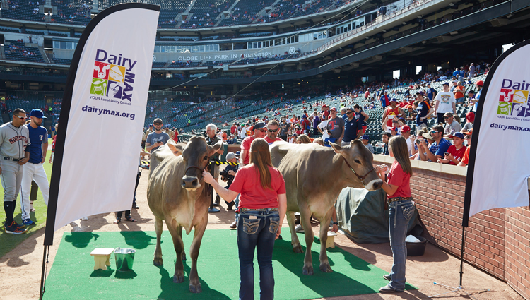women with jersey cows at a rangers game