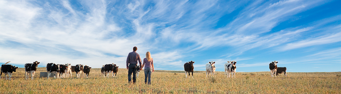 Couple in a field with cows