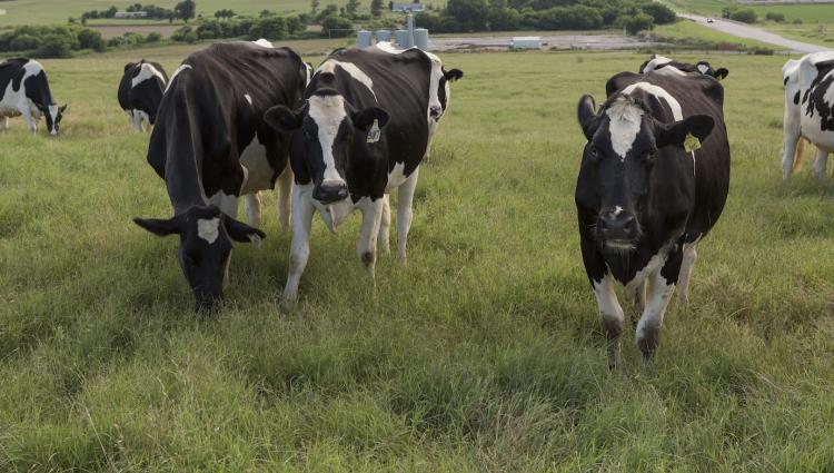 Holstein cows in a field