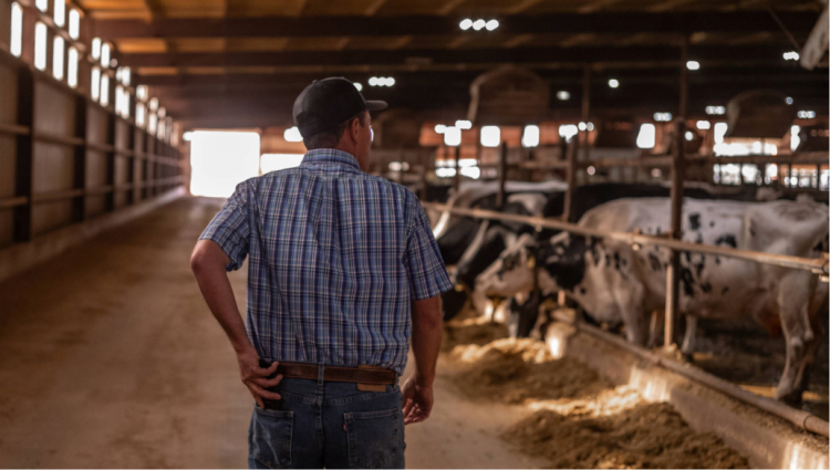 dairy farming walking down feed aisle
