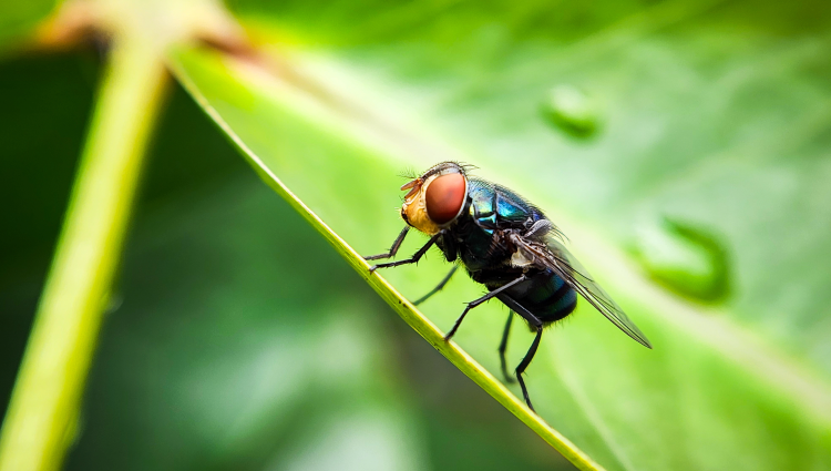 New World screwworm fly on a leaf