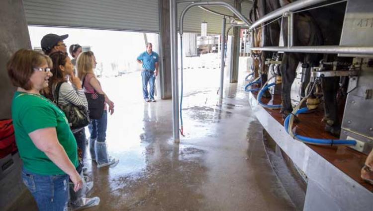 a farm tour looks at cows being milked