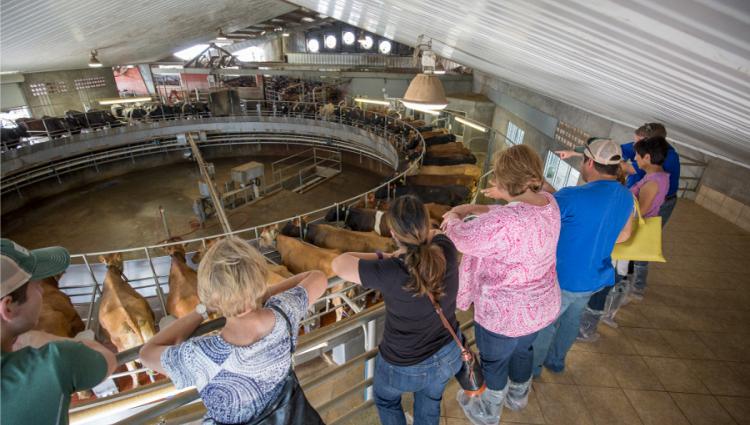 group looking over a carousel milker