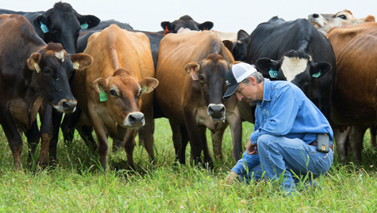 Farmer with cows