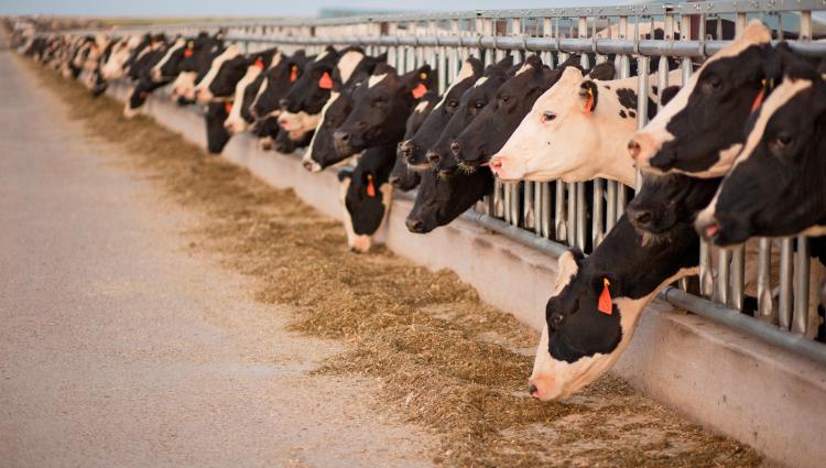 2025 National Dairy Month