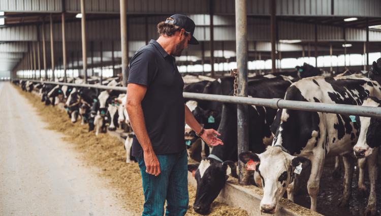 Dairy farmer checking cows in feed lane