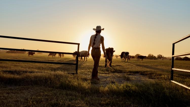 Dairy farmer opening the gate at sunrise.