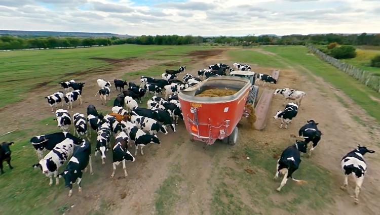 Cows at feeding time from Dairy Tour 360