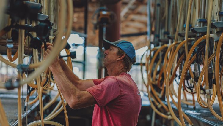 Dairy Farmer Milking Cows