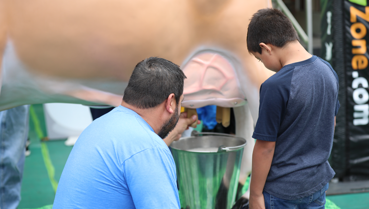 man and young boy milking a cow at the dairy discovery zone exhibit