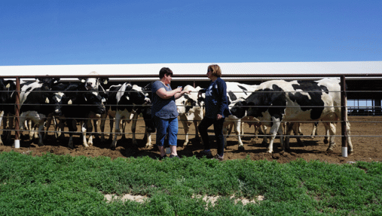 Jean and Tammie talk in front of a group of Holsteins