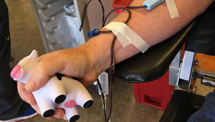person holding a squishy cow while giving blood